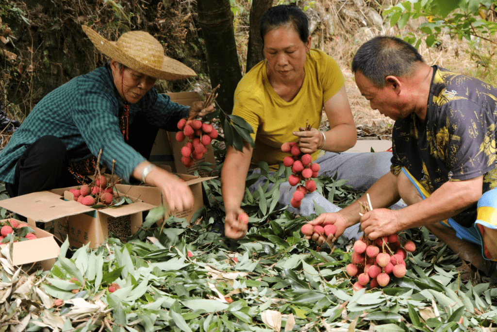 農民採摘元紅荔枝。（圖片來源：小紅書@聽海）