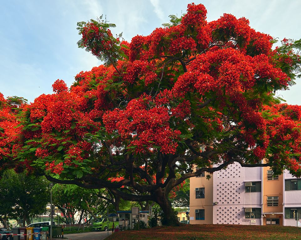 田進福的攝影專頁Edward Tin fb圖片