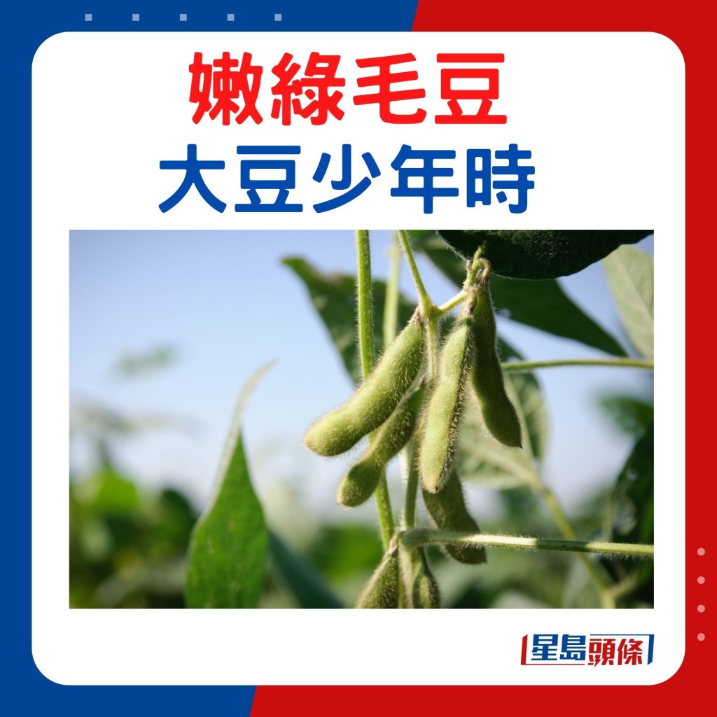 嫩綠毛豆 大豆少年時