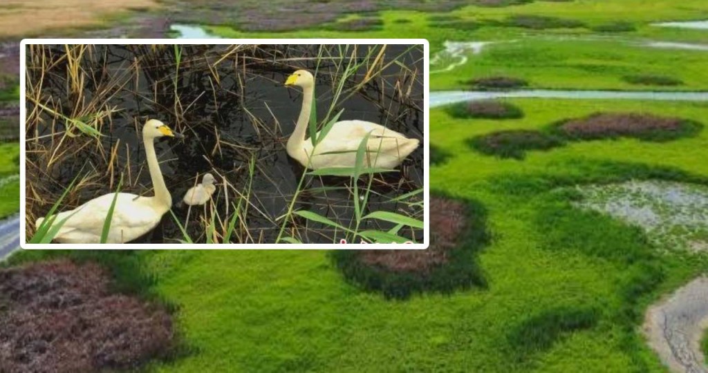 新疆瑪納斯國家濕地公園首次發現野生大天鵝自然繁殖。