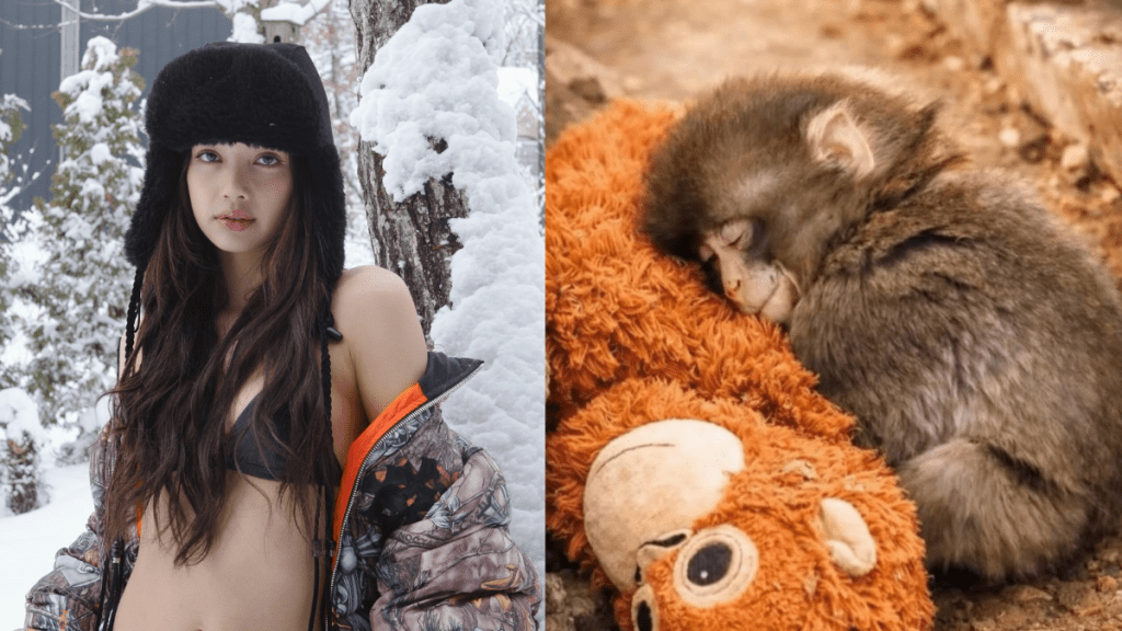 BLACKPINK  Lisa被質疑享明星特權？  赴日見小獼猴Panchi疑獲動物園特意清場惹爭議