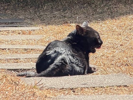 facebook截圖（資料來源：香港天文台 HKO facebook專頁）