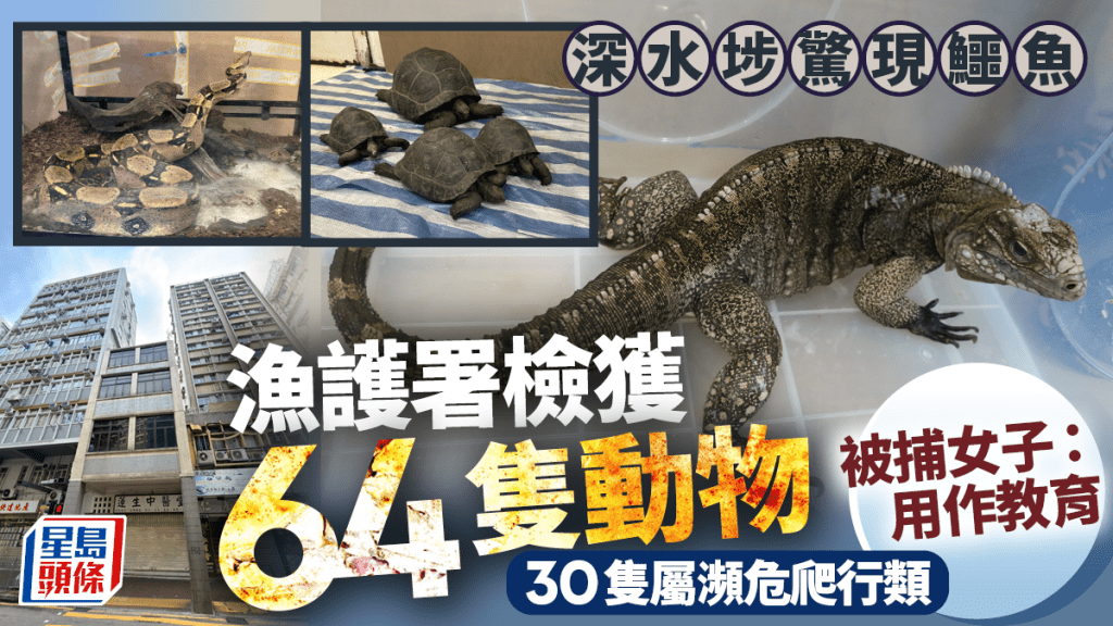 深水埗鱷魚｜漁護署：被捕女聲稱用作教育 共發現64隻動物 30隻屬瀕危爬行類