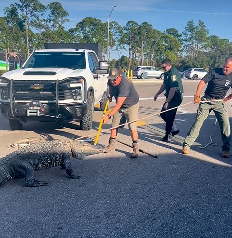多人合力控制鱷魚。Facebook