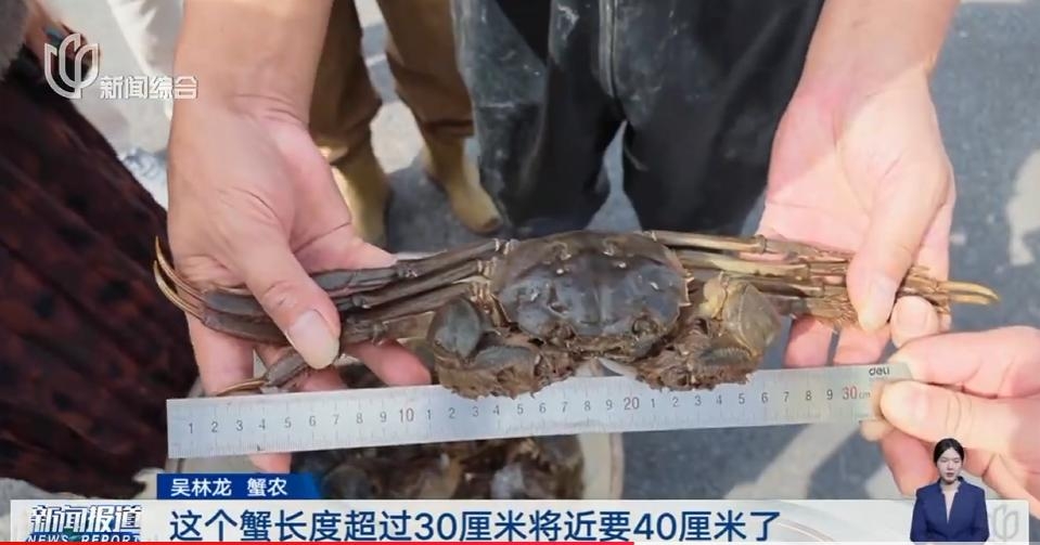 大閘蟹全線崩盤?產量大致價格分化。 大閘蟹全線崩盤?產量大致價格分化。