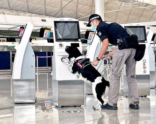 機場保安犬示範檢查及嗅探爆炸品。王詩穎攝