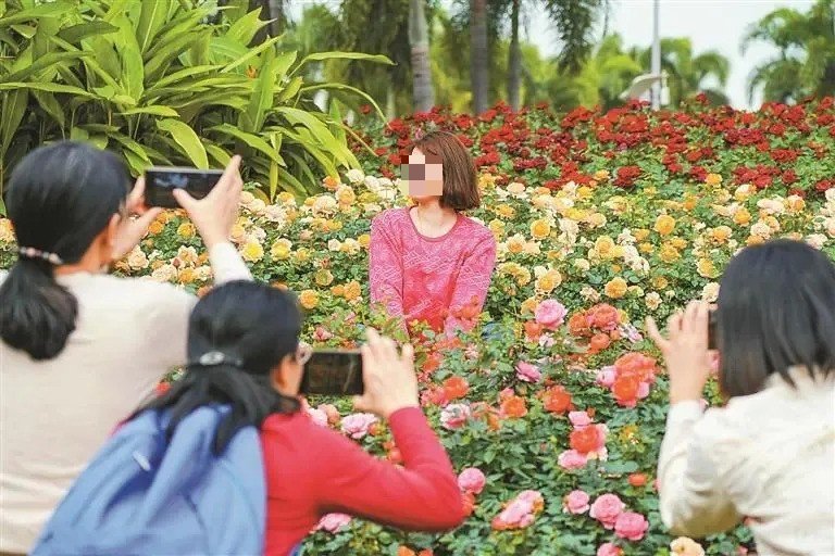 月季花盛放，吸引不少賞花族拍照。（圖片來源：深圳市人民政府新聞辦公室微信）