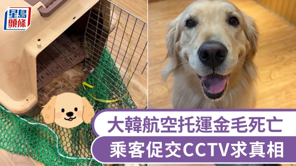 廣州飛仁川托運金毛犬身亡，大韓航空稱環境正常，乘客促交CCTV求真相。