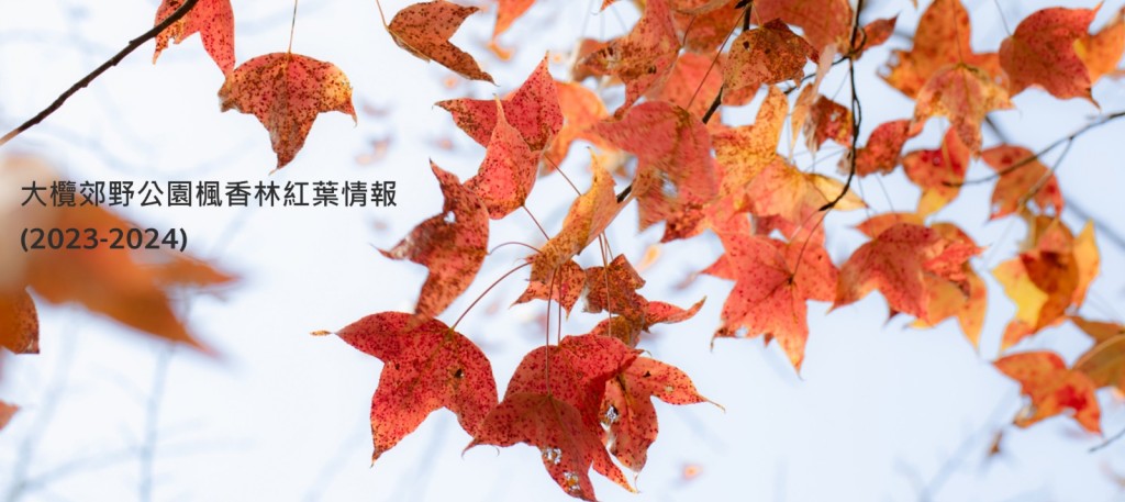 大欖郊野公園楓香林紅葉情報(圖片來源:漁農自然護理署) 大欖郊野公園楓香林紅葉情報(圖片來源:漁農自然護理署)