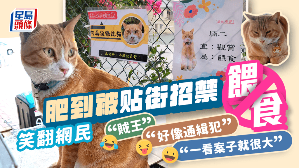 「勿再投餵此貓」街招搶眼，網民爆笑：貓店長像重案賊王。