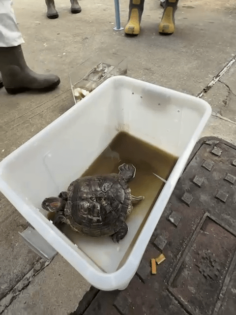 DVIU今日在宏福苑救出4隻龜。