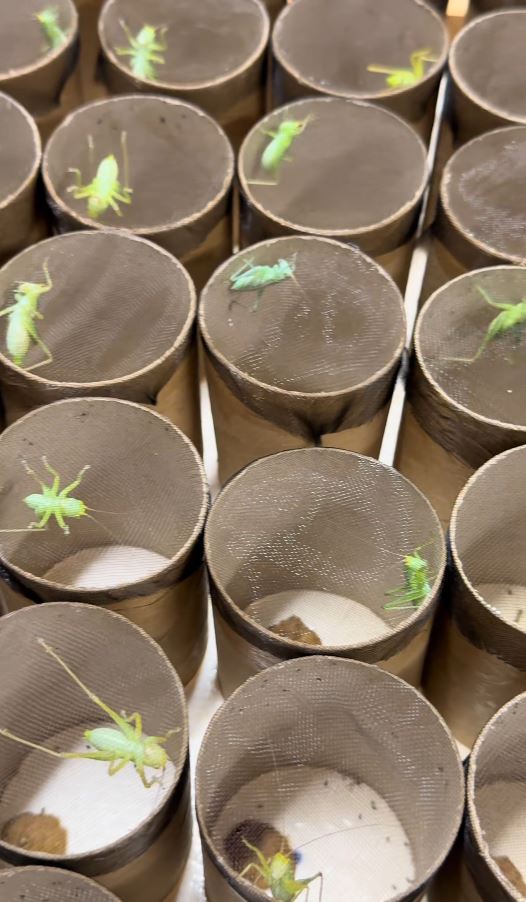 武新偉悉心繁殖蟈蟈及拍短片推廣，吸引不少鳴蟲玩家。抖音