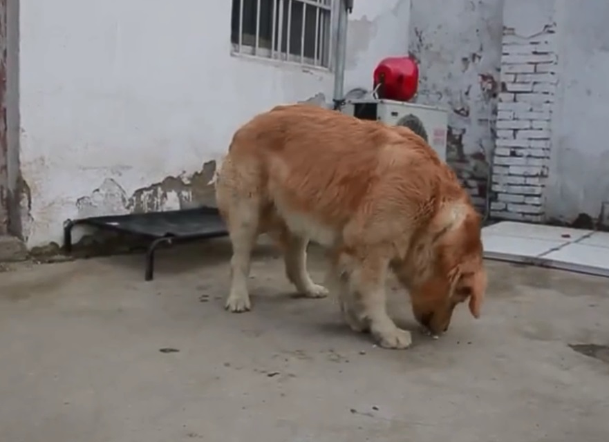 金毛犬还没被人认领。网上图片