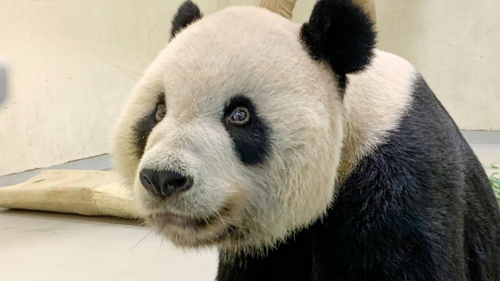 「團團」病情逐漸趨於穩定食慾也稍微好轉。台北市立動物園fb