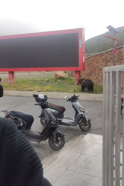 藏馬熊搵食不成反被人類驅逐回山上。抖音
