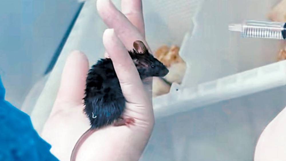 太空小鼠着陆后，科研人员对其展开研究。