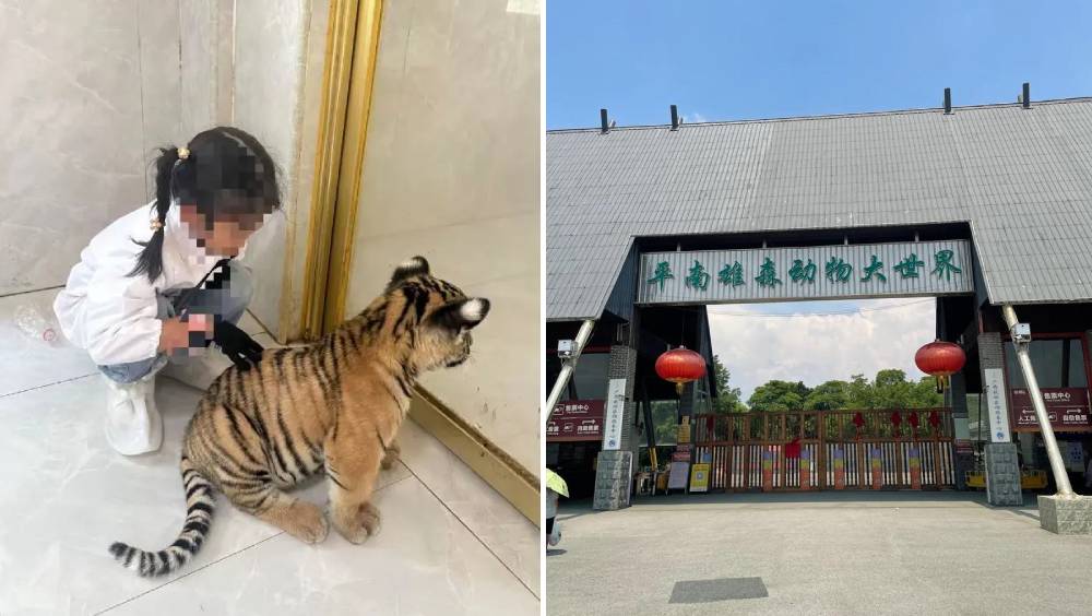 動物園摸小老虎，7女童遭咬傷右腿，家長園方未達成共識。