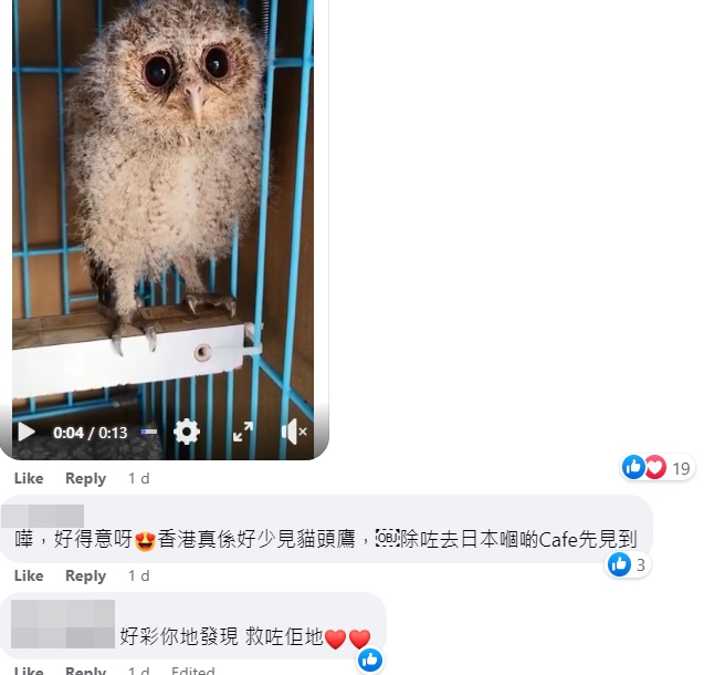 網民指香港少見貓頭鷹。fb「沙田之友」截圖