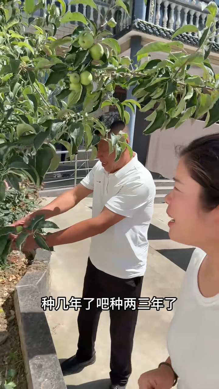 网购「车厘子」树苗结苹果，父女得知真相哭笑不得。抖音@睢县曼玉
