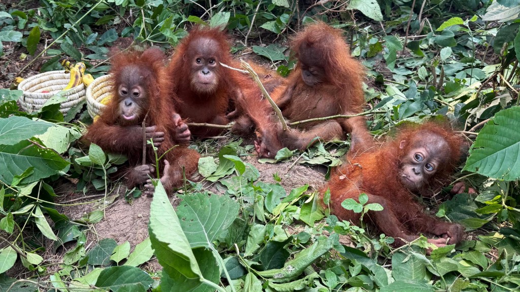 紅毛猩猩在印度保護林區獲救後坐在香蕉旁。 法新社