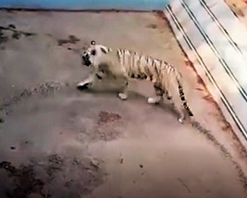 北京動物園老虎遭揭瘋狂轉圈疑患抑鬱。影片截圖