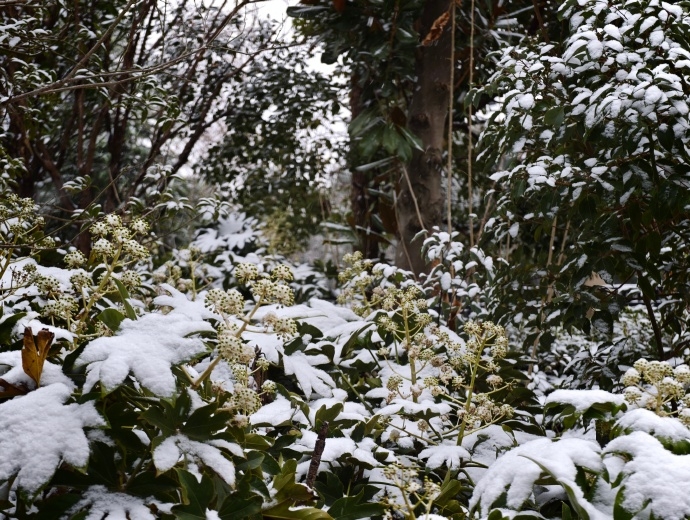 上海20日開始出現降雪天氣，更罕見地出現積雪。 微博@曾子言