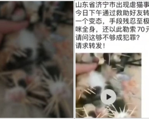 大學生用牙籤插入貓仔四肢，貓仔不斷發出哀嚎聲。網圖