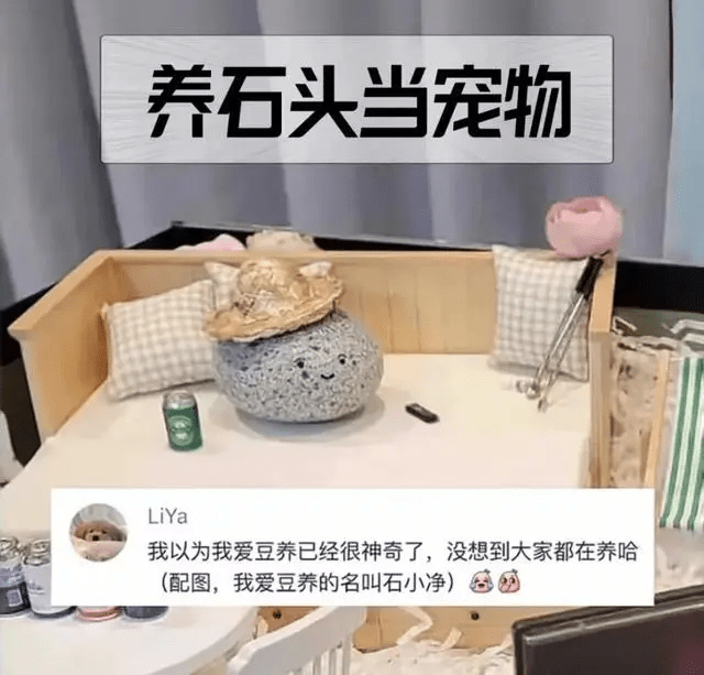 “石头当宠物养”的话题在内地社媒成年轻人热话。