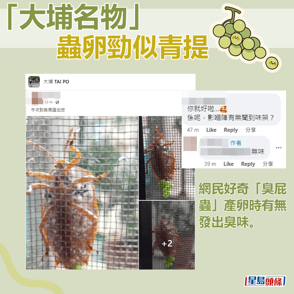網民好奇「臭屁蟲」產卵時有無發出臭味。fb「大埔 TAI PO」截圖