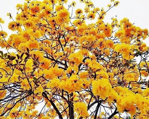 讀者Kwok Shun Nok提供