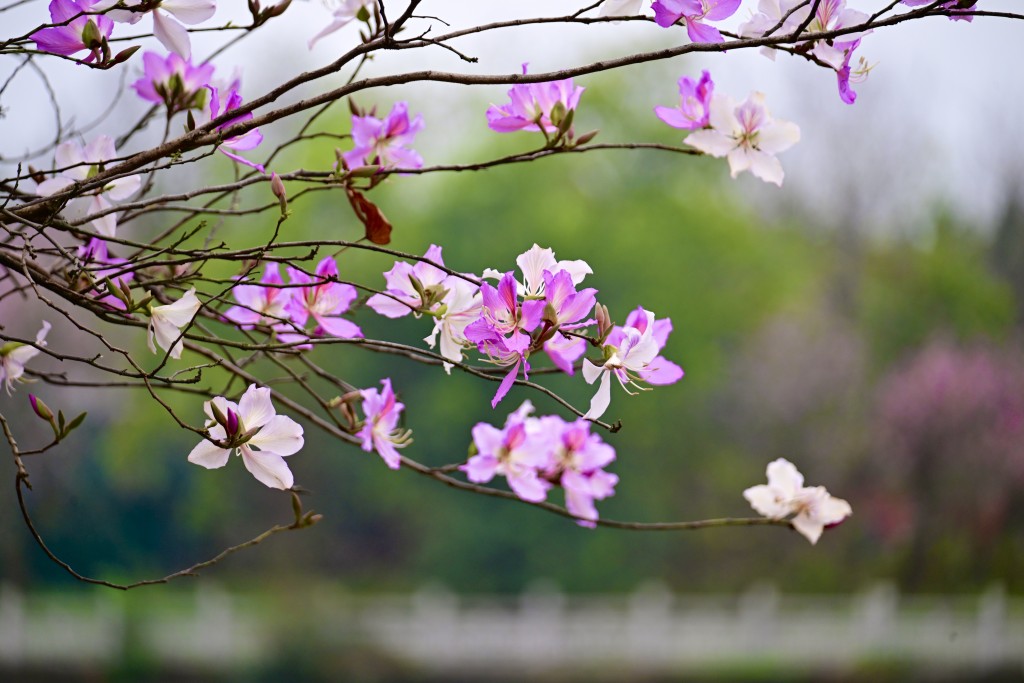 樹上開滿粉紅色及淡紫色的花瓣。