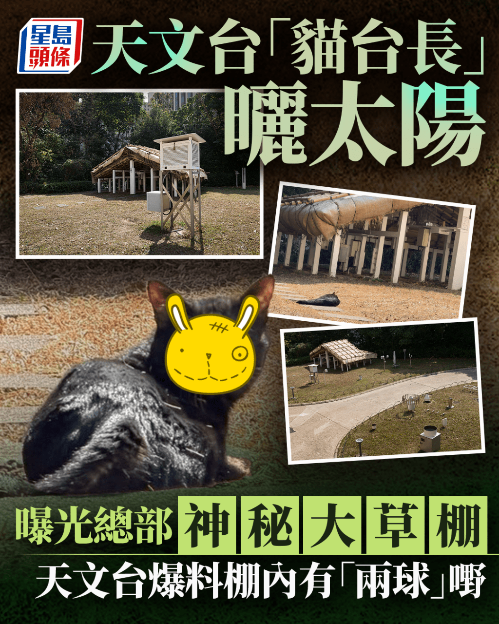 天文台「貓台長」曬太陽 曝光總部神秘大草棚 天文台爆料棚內有「兩球」嘢｜Juicy叮