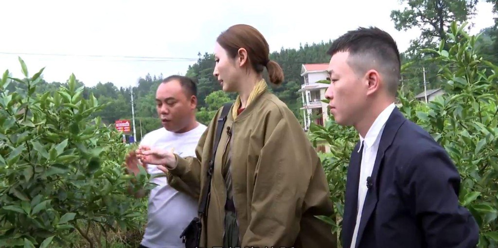 陳貝兒親到金桔農地,了解果農種植金桔實況。