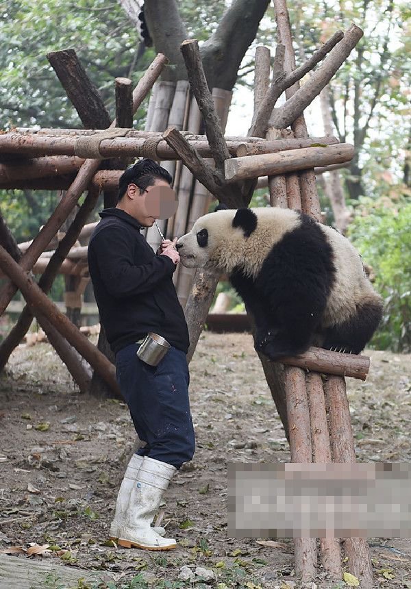 在港女生指控大熊貓飼養員騙色致懷孕。（《成都商報》客戶端）