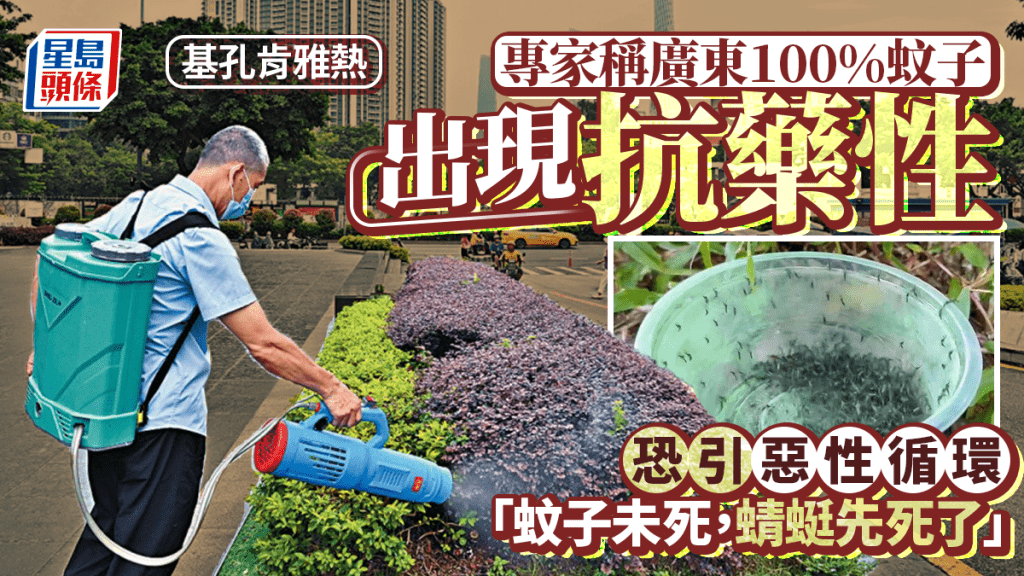 專家：廣東100%蚊子出現抗藥性。