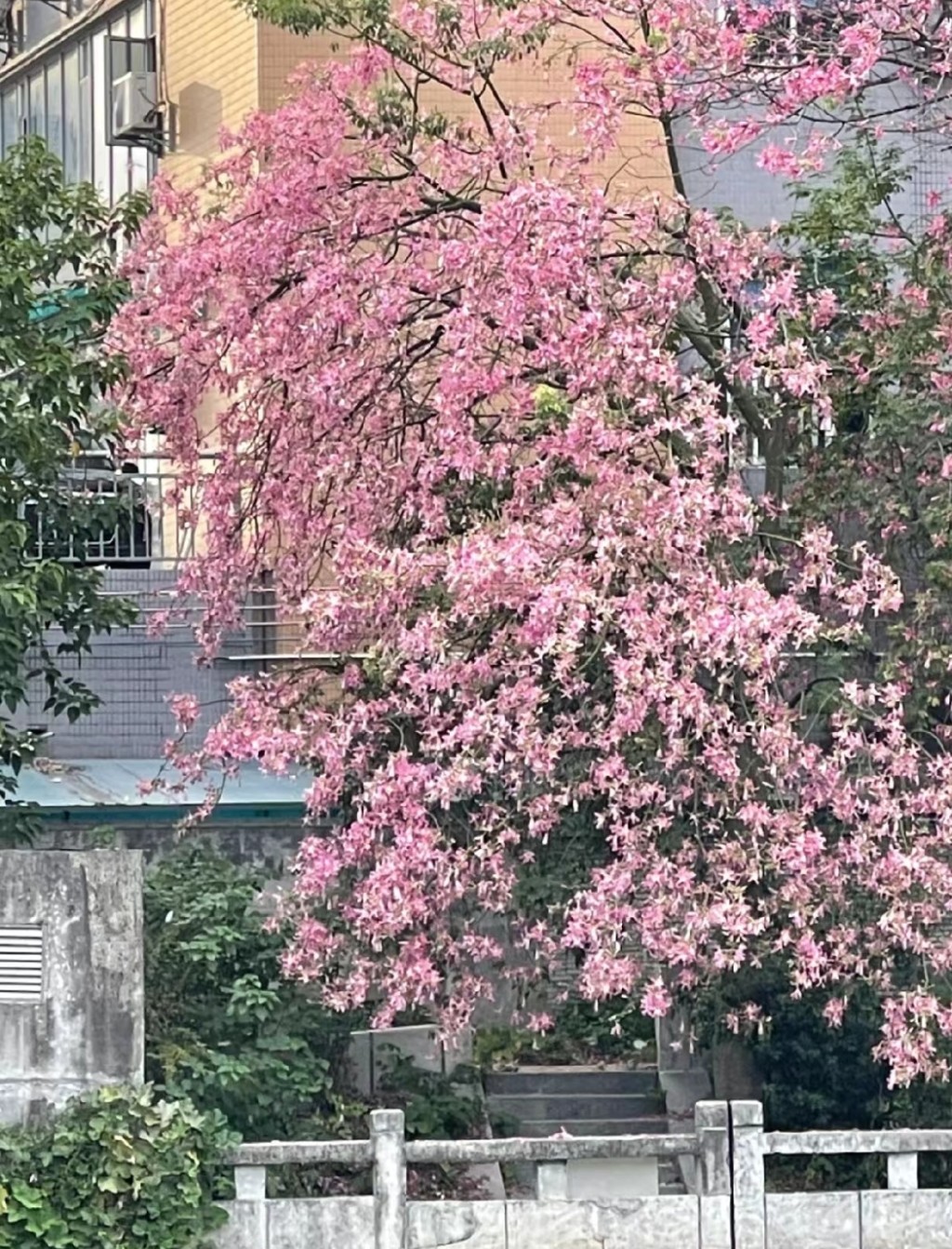 廣州上步異木棉，驟眼看似櫻花(圖片來源：小紅書@黃小檬)