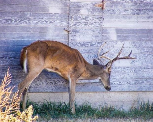 「丧尸鹿」病征是会像僵尸一样无神、暴瘦、呆滞，出现流口水、身体收缩、行为具侵略性。（资料图片）