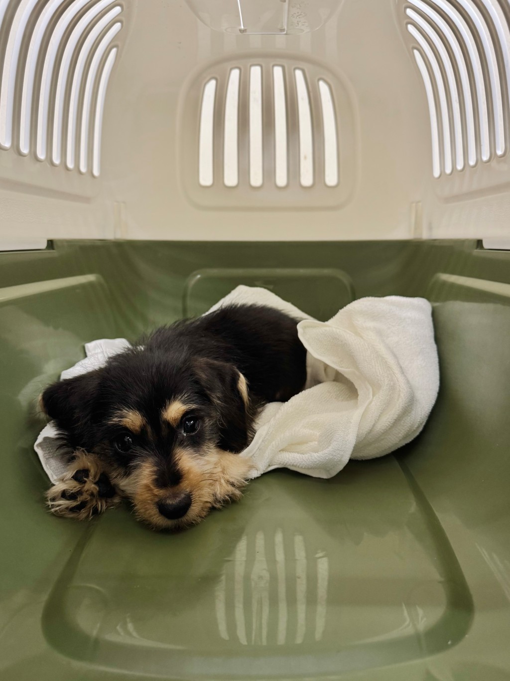 檢獲的懷疑非法進口活犬。政府新聞處圖片 檢獲的懷疑非法進口活犬。政府新聞處圖片