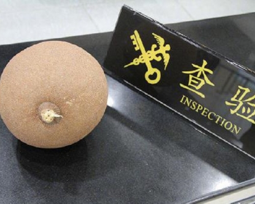 拱北海關截獲了一顆名為「砲彈果」的球狀果實。網上圖片