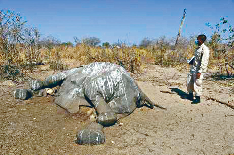 ■博茨瓦納一頭暴斃大象的屍體。