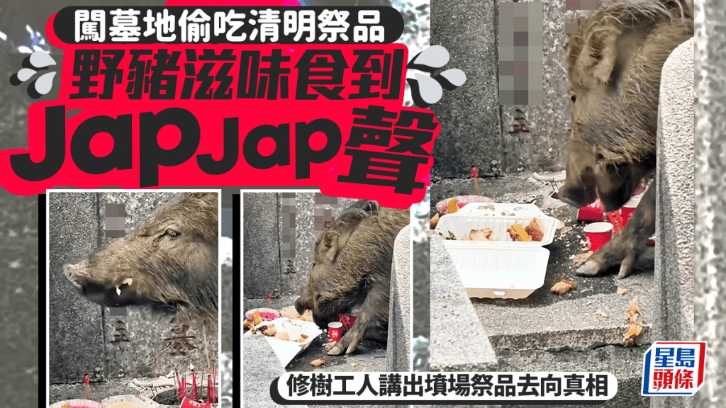 闖墓地偷吃清明祭品 野豬滋味食到JapJap聲 修樹工人講出墳場祭品去向真相｜Juicy叮
