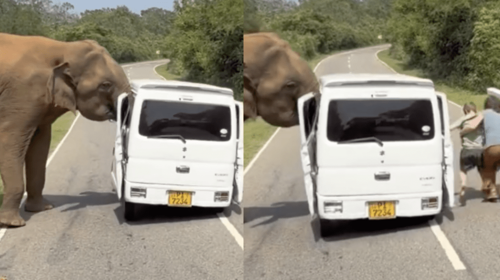 Instagram@mikhailovsky_mlk