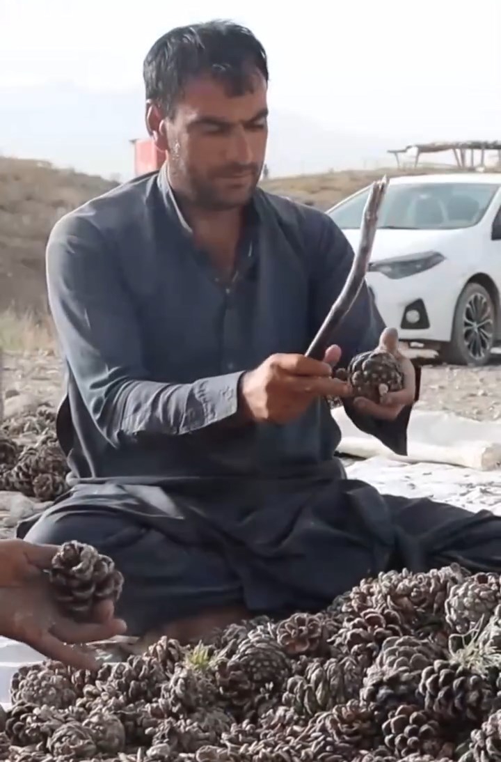節目加插了阿富汗當地農民製作松子情況。央視截圖