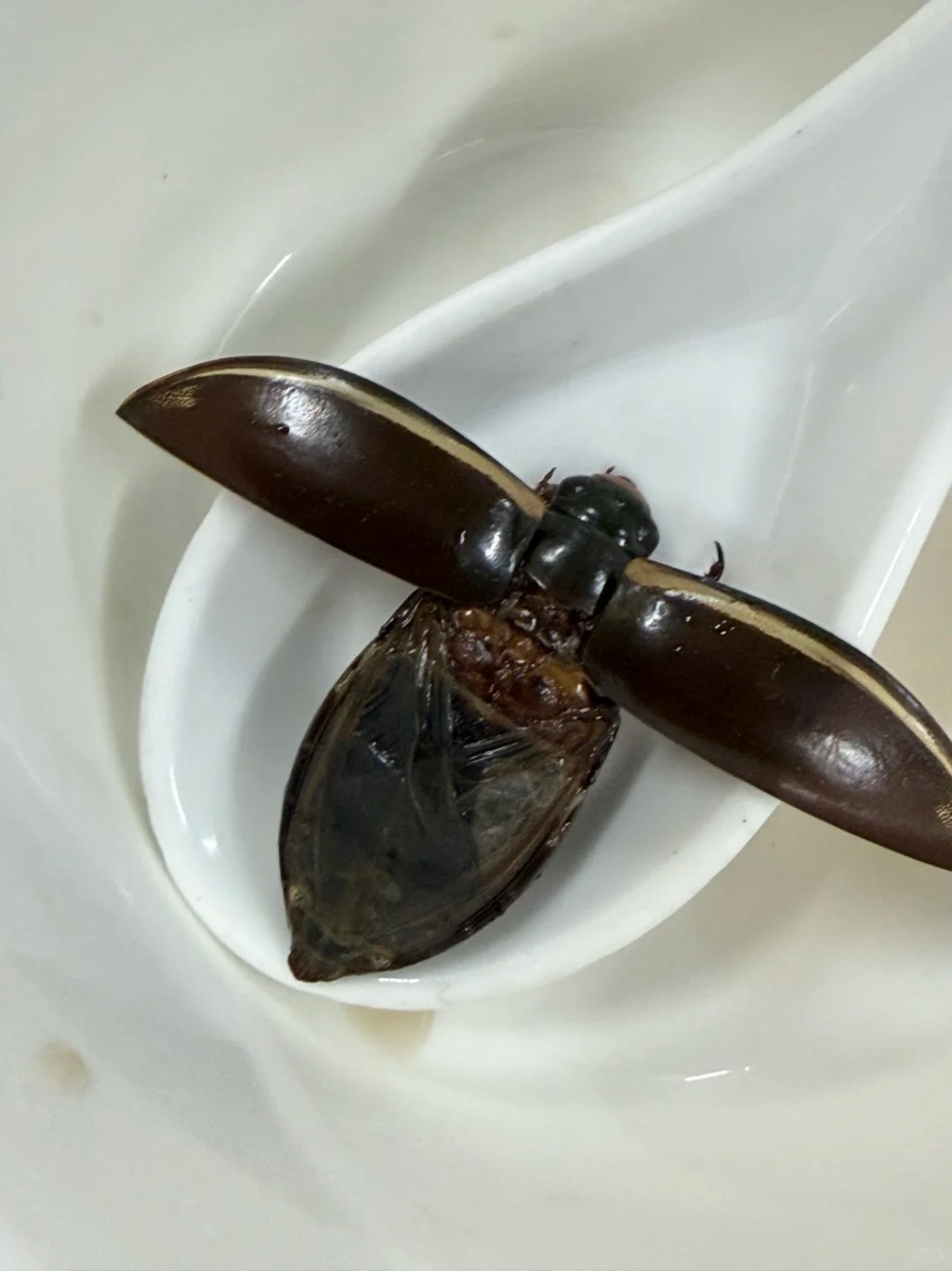 龍蝨（又稱水曱甴）屬廣東著名特色傳統昆蟲美食，被譽為「水中人蔘」。廣州廣播電視台