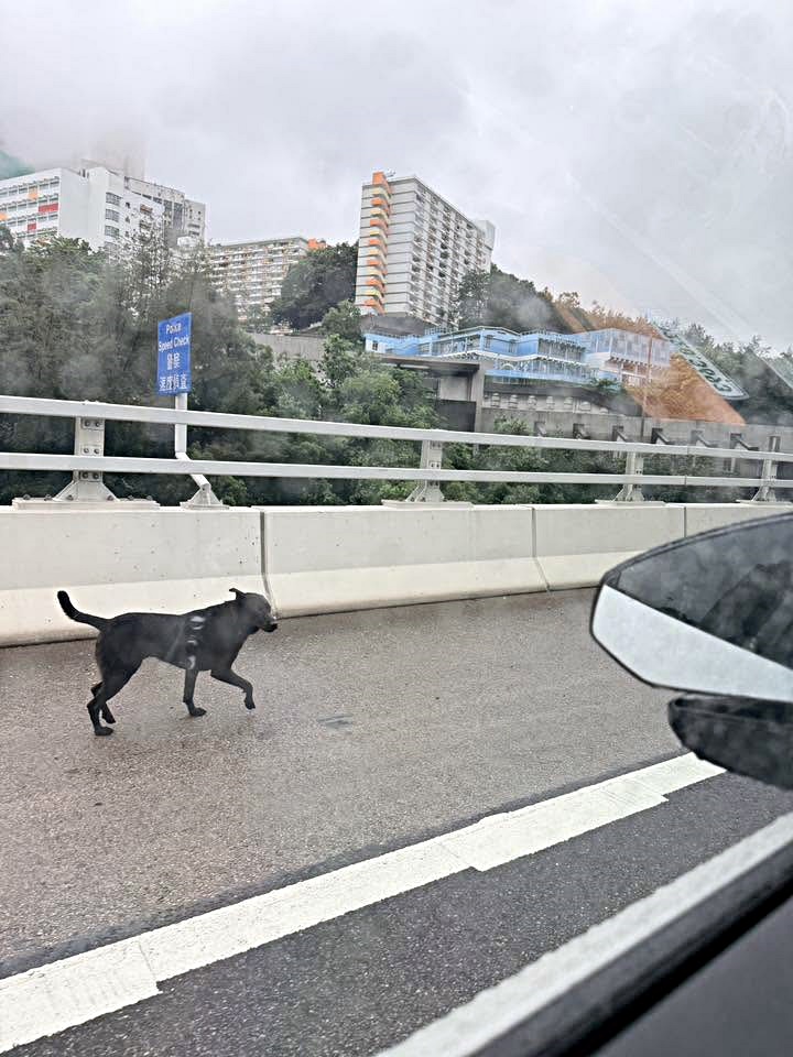 黑狗在西九龍走廊徘徊。網圖 黑狗在西九龍走廊徘徊。網圖
