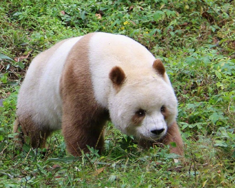 世界上一共僅發現過五隻棕色大熊貓。
