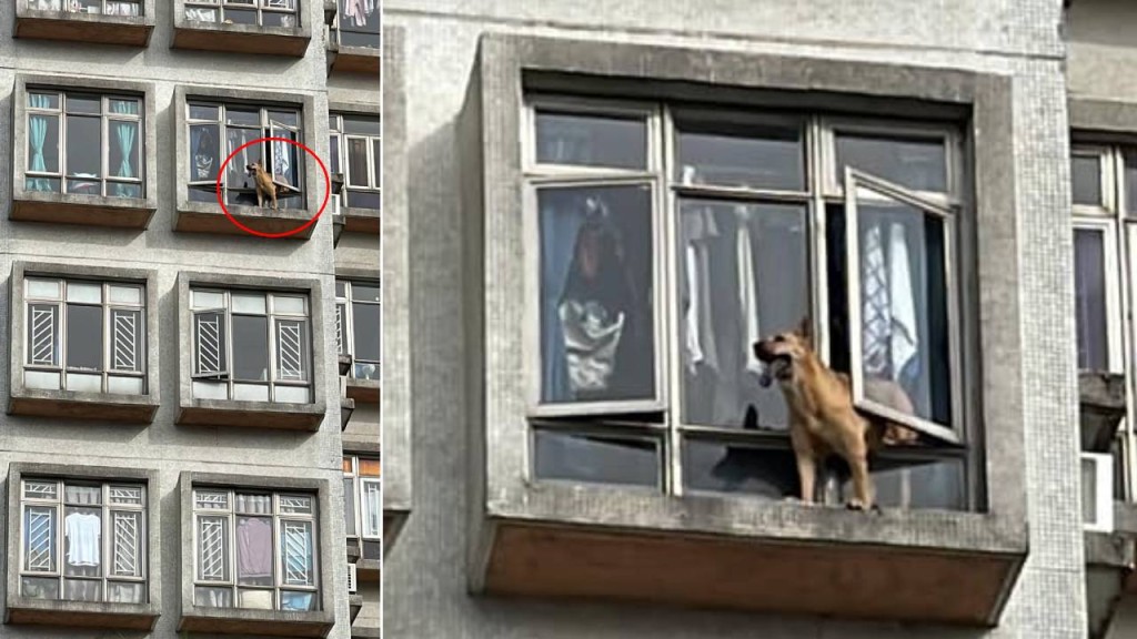上水一隻狗狗下午被拍攝到半個身軀跨出窗，險象環生。上水人大聯盟FB群組