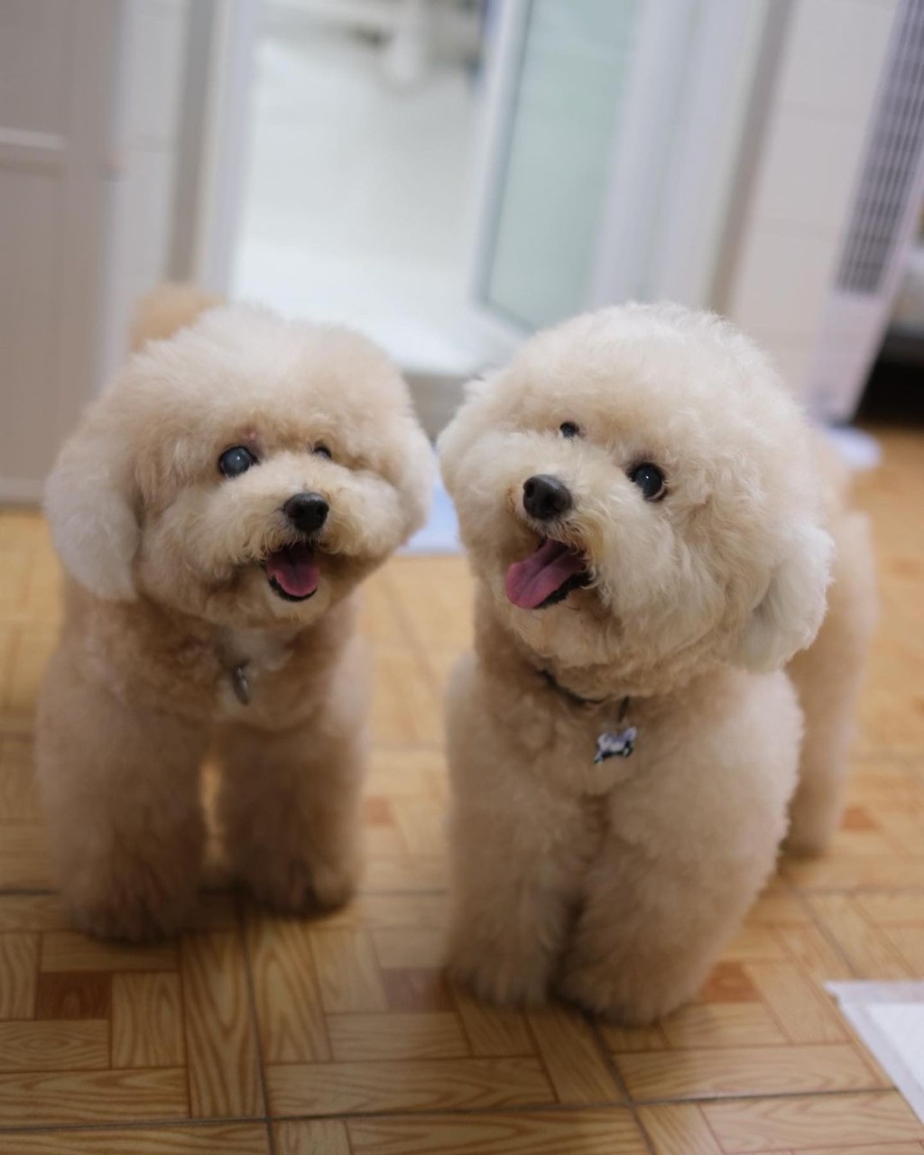 蔡卓妍與愛犬感情深厚。