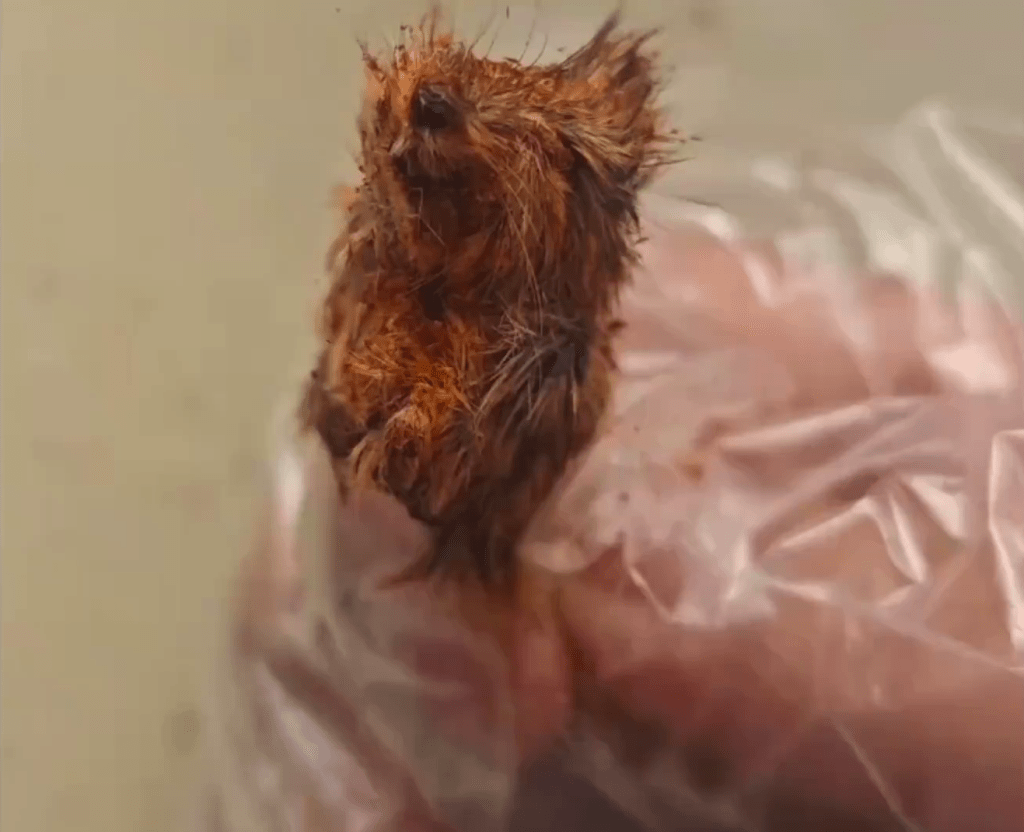 消費者稱網購辣椒麵疑吃出「鼠頭」,還有很多毛。 消費者稱網購辣椒麵疑吃出「鼠頭」,還有很多毛。