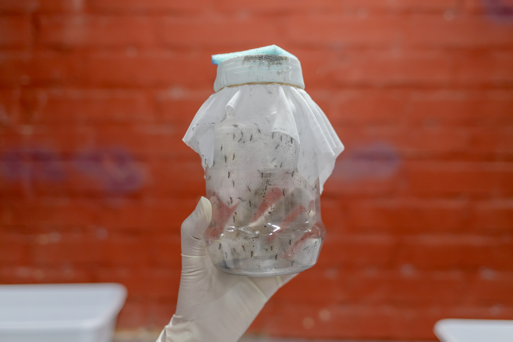 洪都拉斯的无国界医生人员实行「以蚊治蚊」，应对因气候变化等因素而暴增的登革热发病率。©无国界医生